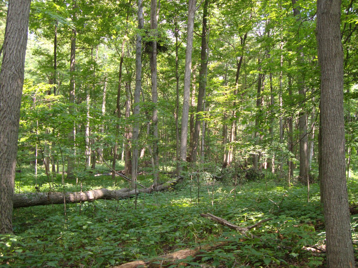 Property photo 31 - 160 Acres Offered in 6 Tracts